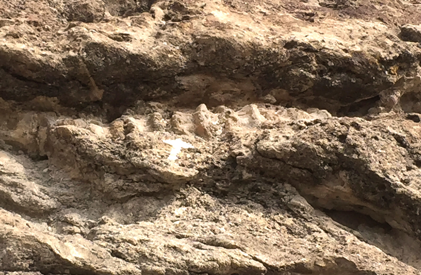 Dinosaur National Monument — fossil trail